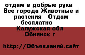 отдам в добрые руки - Все города Животные и растения » Отдам бесплатно   . Калужская обл.,Обнинск г.